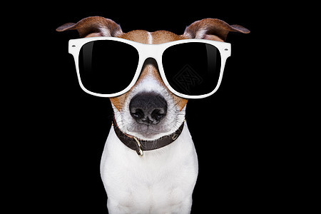 冷太阳墨镜狗宏观朋友商务办公室动物学习眼睛镜片宠物庇护所背景图片