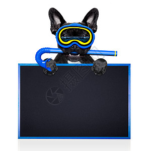 潜水犬面具浮潜者闲暇运动眼镜卡片黑板假期呼吸管斗牛犬图片