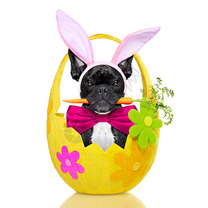 复活节狂欢趴复活节兔子做宠物节日横幅喜悦卡片小狗幸福黑板纸板派对背景