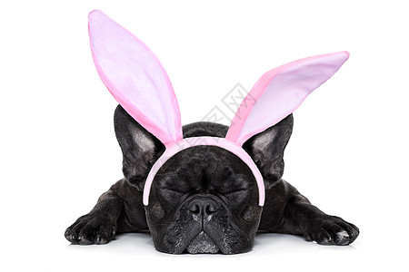 患病生病的狗戏服黑板纸板幸福假期节日宠物勺子框架耳朵图片