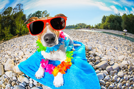 夏季沙滩狗动物支撑毛巾海滩太阳镜猎犬公园假期镜片玩具图片