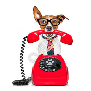 电话里的狗狗说话古董秘书眼镜小狗帮助商业细胞宠物办公室图片