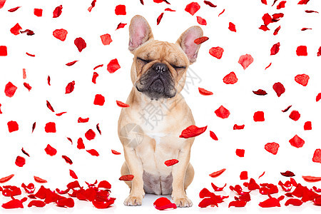 情人节日狗在爱情中疯狂蜜月玫瑰忠诚动物周年花瓣假期朋友小狗婚礼图片
