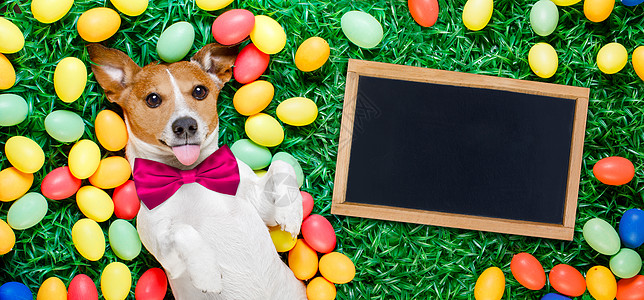 复活节兔子狗与鸡蛋派对黑板喜悦兔子传统庆典幸福海报宠物狂欢图片