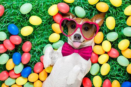 复活节兔子狗与鸡蛋庆典卡片标语喜悦狂欢派对海报舌头宠物幽默图片