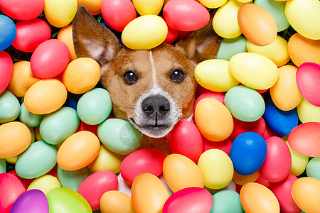 复活节兔子狗与鸡蛋传统假期框架季节篮子戏服宠物幸福小狗节日图片