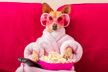 狗在沙发上看电视流行音乐土豆电影剧院长椅房间小猎犬手表视频展示图片
