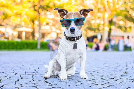 带着凉凉太阳墨镜的坐狗图片