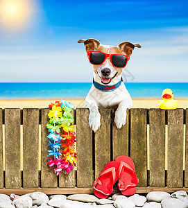 暑假假日在海滩上养狗晒黑休息太阳镜波浪游客假期闲暇椅子日光浴洗剂图片