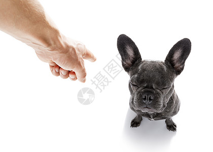主人惩罚他的狗手指小狗宠物对讲机良心火车教育地面动物朋友图片