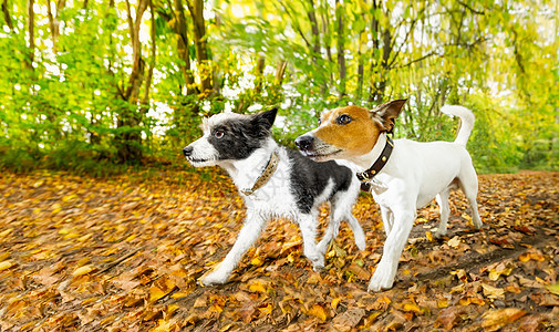 秋季跑狗或走狗跑步运动公园森林朋友对讲机喜悦宠物火车学习图片