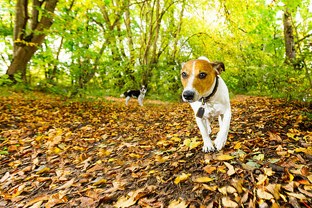 秋天跑或走路的狗火车公园喜悦小猎犬训练对讲机树叶动物学习宠物图片