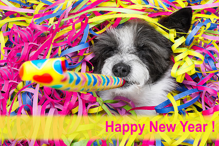 快乐的新年狗圈海报宠物娱乐欢呼纪念日喇叭喜悦纸屑假期享受图片