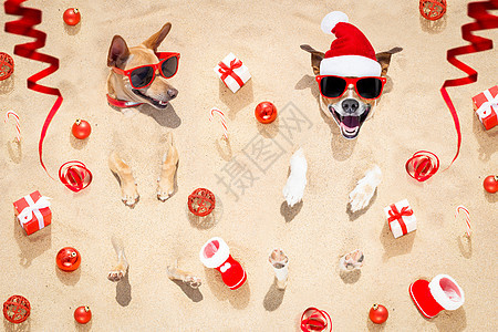 beac 的圣诞快乐狗庆典展示礼物生日斗牛犬周年假期纪念日狂欢帽子图片