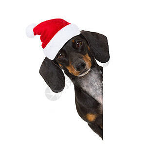 圣诞节节日的桑塔克拉斯狗展示惊喜季节假期小狗喜悦黑板框架标语朋友图片