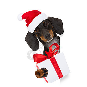 圣诞节节日的桑塔克拉斯狗合伙礼物帽子宠物标语庆典季节喜悦伙伴传统图片