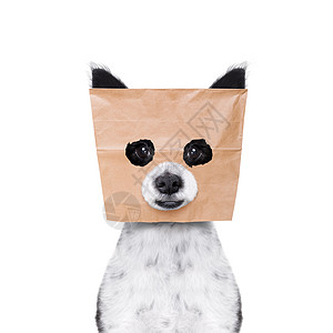头顶有纸袋的狗狗黑板纸板羞愧动物间谍耻辱身体身份笑脸贵宾图片
