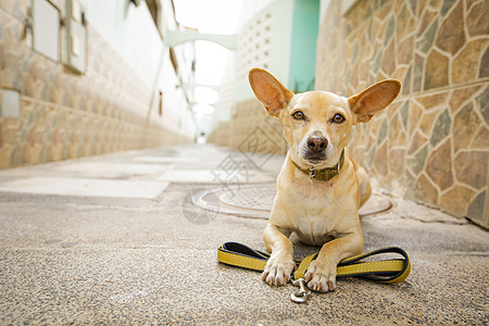 带着狗皮带等待散步友谊朋友喜悦动物对讲机惩罚教育猎犬宠物训练图片