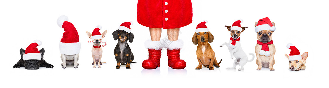 圣诞节节日一排大队狗宠物靴子小狗团队朋友装饰品横幅庆典礼物惊喜图片