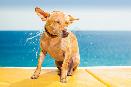 湿狗冲水小狗沙龙哺乳动物身体海洋动作朋友治疗奶油笨蛋图片