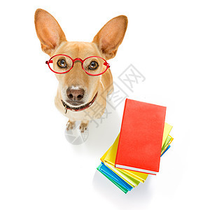 智能狗和书本训练学习宠物文学知识老师小猎犬图书馆家庭作业学生图片