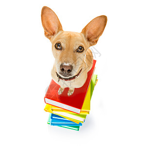 智能狗和书本训练智力知识教科书字典智慧家庭作业宠物图书馆小猎犬图片