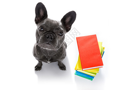 智能狗和书本小猎犬家庭作业图书馆文学大学教育小狗智力科学学生图片