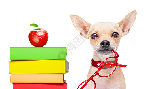 智能狗和书本大学教育训练智力文学老师教科书宠物家庭作业小猎犬图片