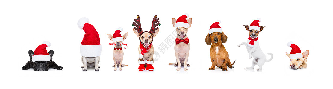 圣诞节节日一排大队狗帽子合伙小狗横幅靴子卡片喜悦庆典标语装饰品图片