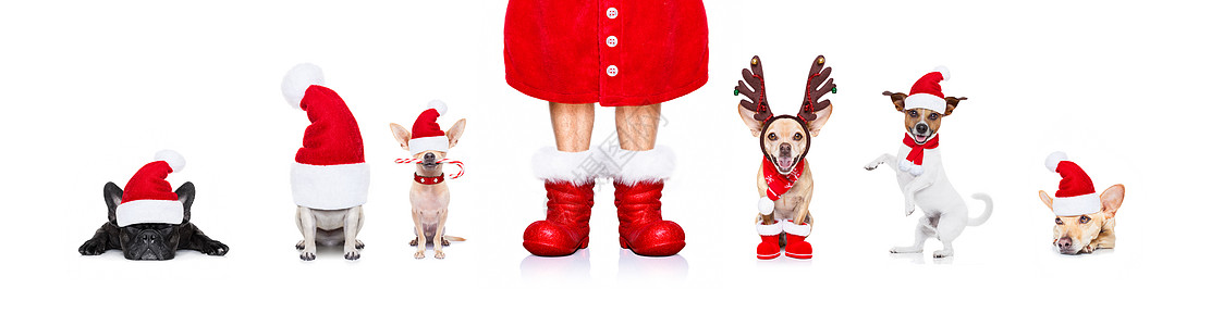 圣诞节节日一排大队狗宠物传统卡片惊喜庆典季节帽子礼物小狗合伙图片
