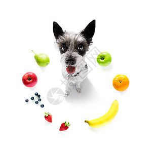 带素食健康水果的饥饿狗重量动物腰部减肥纤维盘子良心饮食损失兽医图片
