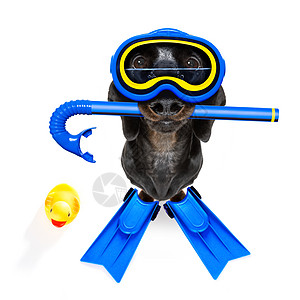 潜水犬热带海报黑板海洋浮潜者卡片齿轮呼吸管橡皮游泳图片