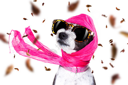 秋天或秋风下时的吉吉迪瓦狗太阳镜魅力眼镜冒充天后贵宾女孩奢华宠物女士背景图片