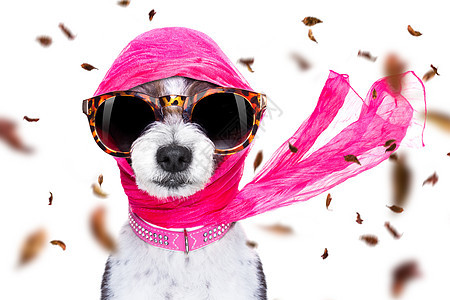 秋天或秋风下时的吉吉迪瓦狗围巾季节对讲机冒充女孩奢华女士叶子眼镜宠物背景图片