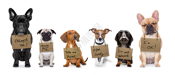 无家可归的狗群收养家庭纸板孤儿机构帮助动物救援标语寂寞流浪图片
