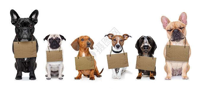 无家可归的狗群收养寂寞小狗纸板香肠家庭流浪横幅帮助机构孤独图片