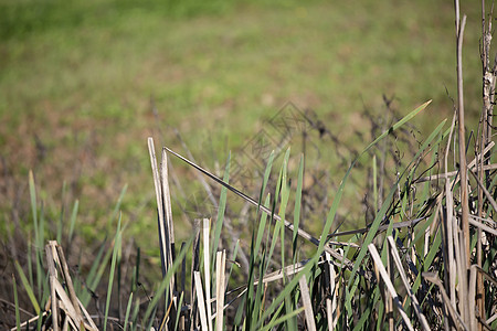 绿草环绕的树桩顶视图高清图片下载正版图片503312869摄图网