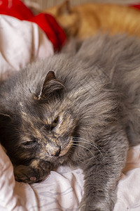 灰猫休息耳朵科学哺乳动物友谊生物猫科生物学长发猫咪头发图片