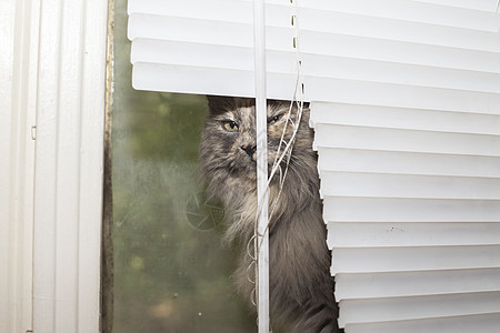 窗口中的猫毛皮猫科百叶窗窗户哺乳动物眼睛头发房子耳朵宠物图片