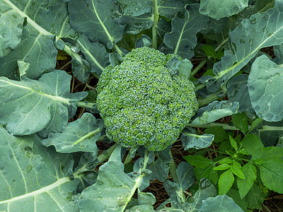 花园里有花和绿叶的西兰花植物新鲜的绿色卷心菜花蕾美食饮食营养沙拉园艺烹饪树叶食物蔬菜农业图片