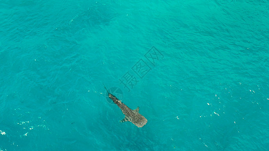 菲律宾 宿务(Cebu) 在清蓝的海水中捕鲸鲨鱼图片