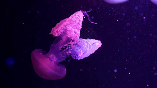 闪亮的荧光水母在水下发光 深色霓虹灯动态脉动紫外线模糊背景 幻想催眠神秘的舞蹈 生动的磷光宇宙美杜莎舞蹈魔法游泳紫色热带触手水族图片