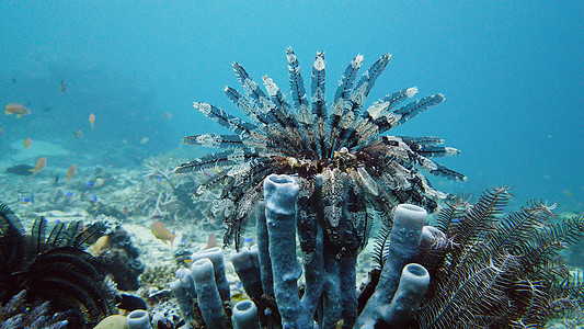 珊瑚礁和热带鱼类 菲律宾莱特旅游探索海洋浮潜异国热带鱼礁石场景珊瑚理念图片