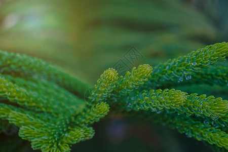 绿叶和水滴叶子宏观树叶云杉环境气泡植物群生活季节松树图片