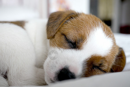 白床上的小可爱狗狗白色犬类哺乳动物宠物小狗猎犬图片