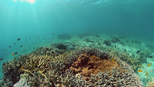 珊瑚礁有鱼在水下 菲律宾潜水旅游蓝色珊瑚动物理念旅行浮潜礁石热带鱼图片