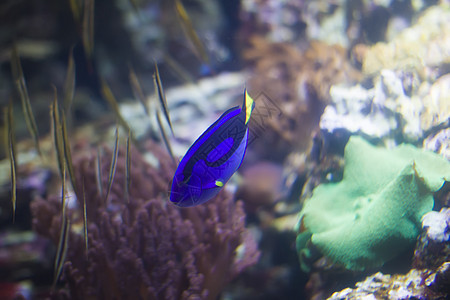 蓝亮的鱼外科医生 在多色珊瑚的背景野生动物热带鱼热带夫妻蝴蝶铜带蓝色水族馆海洋动物图片