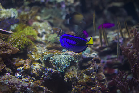 蓝亮的鱼外科医生 在多色珊瑚的背景铜带蝴蝶水族馆动物游泳海洋热带鱼野生动物蓝色海上生活图片