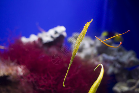 红珊瑚底部的鳄鱼针 海鱼针水下世界潜水员针鱼海洋蓝色动物食物海胆海针工作室图片