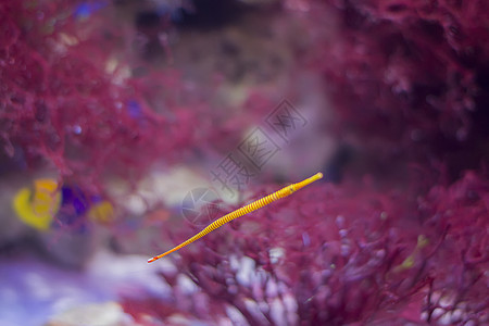 红珊瑚底部的鳄鱼针 海鱼针海胆生活食物蓝色海鲜潜水员潜水针鱼水下世界假期图片